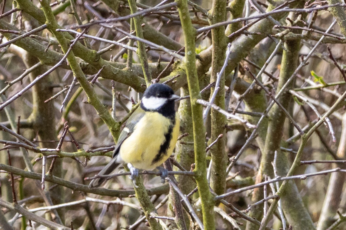 Great Tit - ML632495584