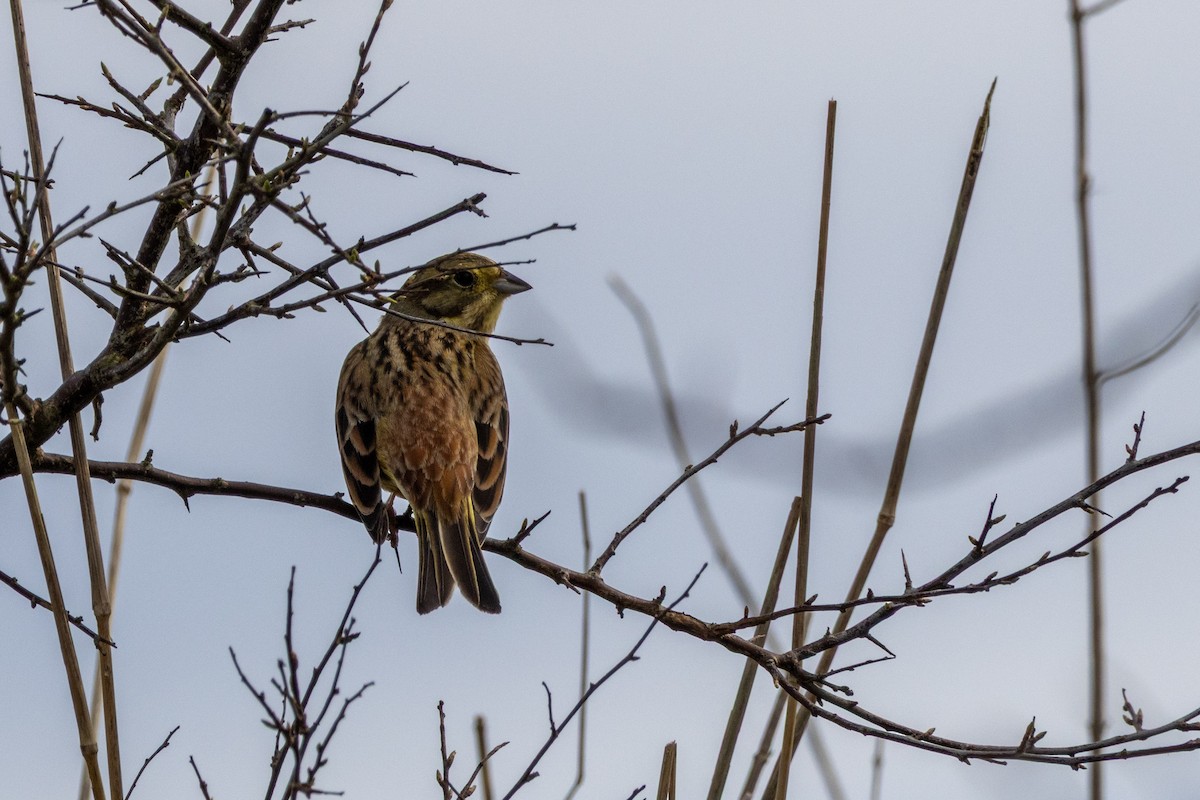 Yellowhammer - ML632495587