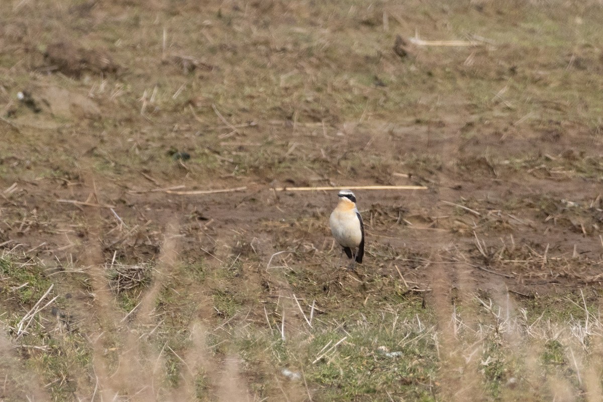 Northern Wheatear - ML632495601