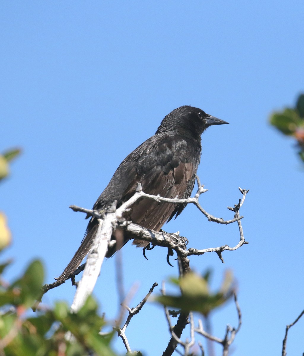 Austral Blackbird - ML632495624