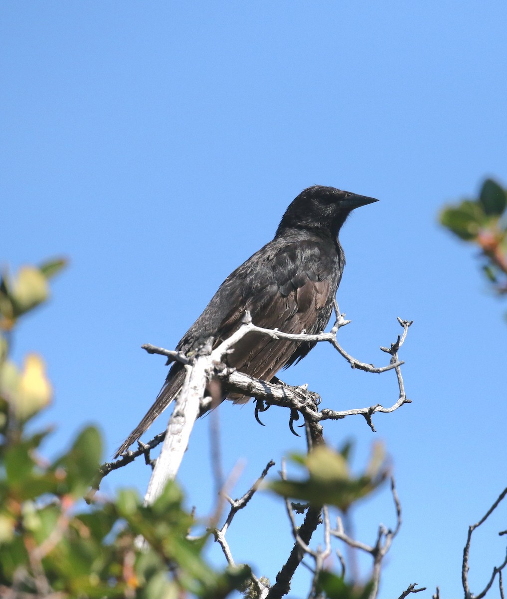 Austral Blackbird - ML632495625