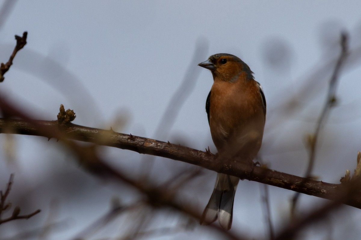 Common Chaffinch - ML632495640