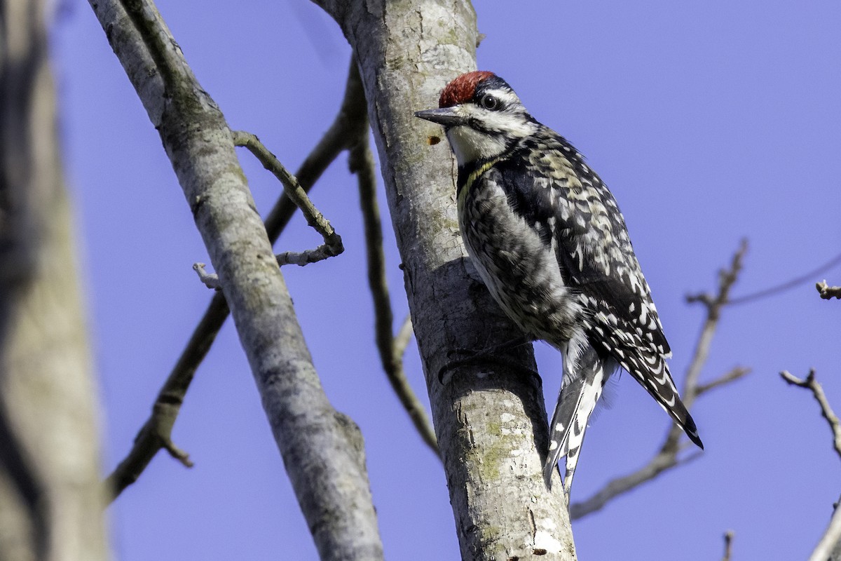 Yellow-bellied Sapsucker - ML632495740