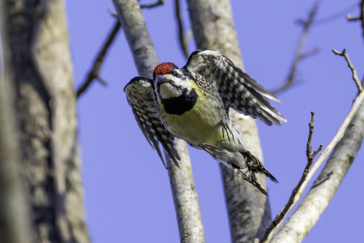 Yellow-bellied Sapsucker - ML632495753
