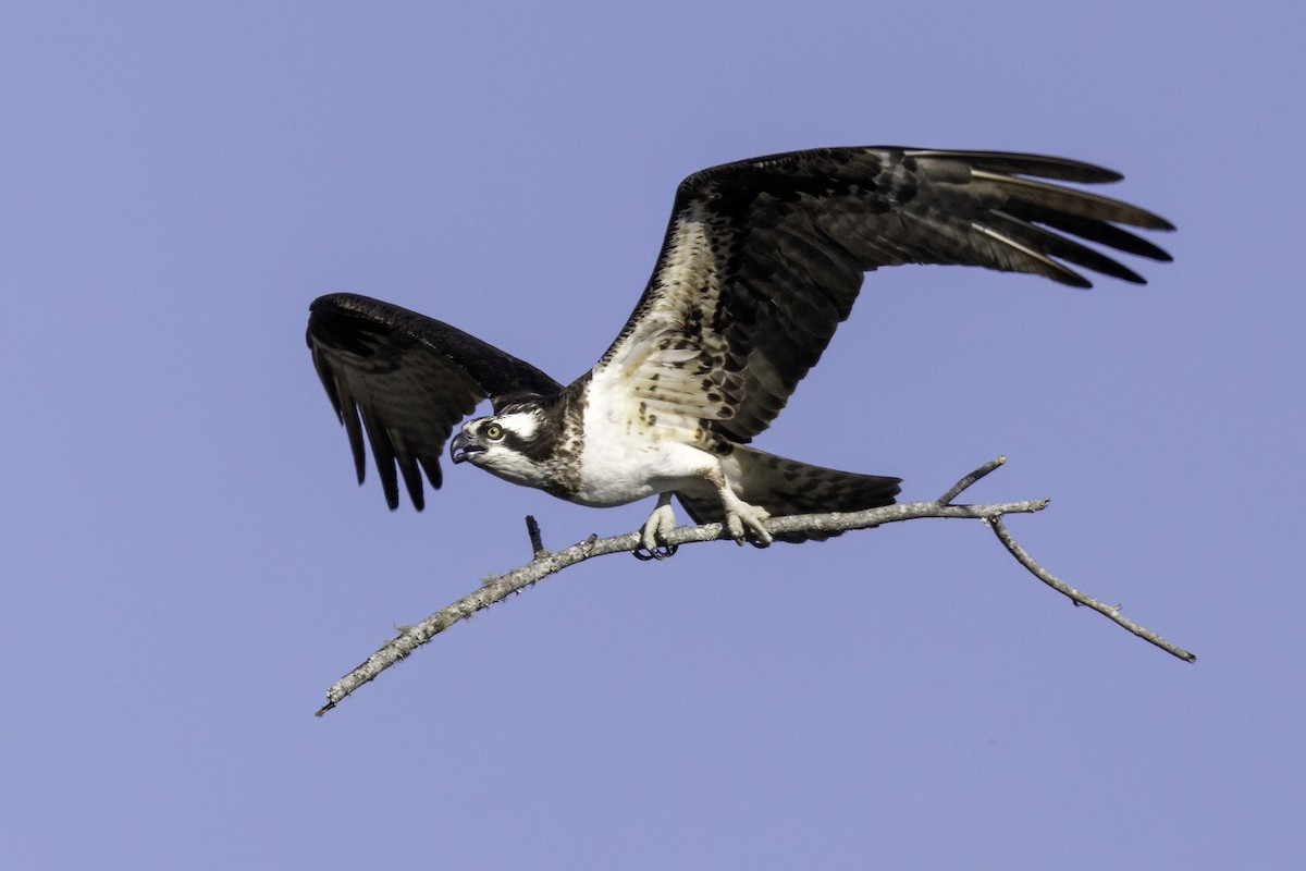 Osprey - ML632495756