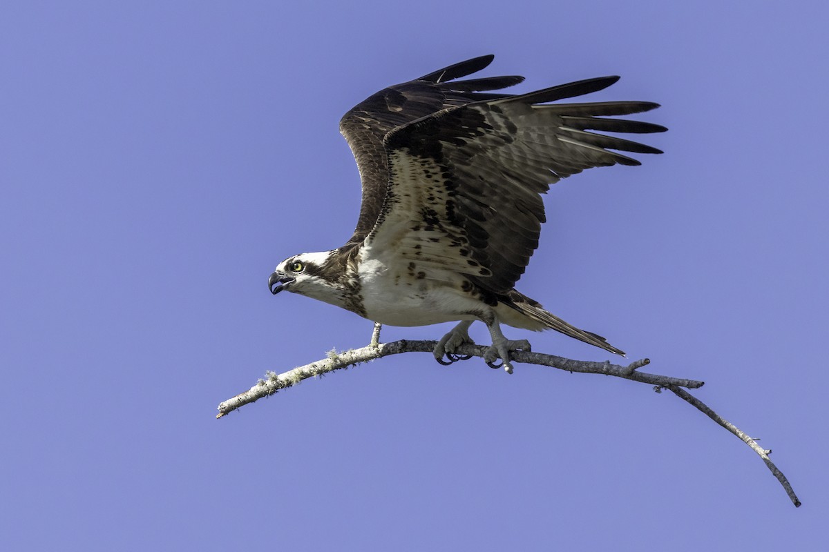 Osprey - ML632495763