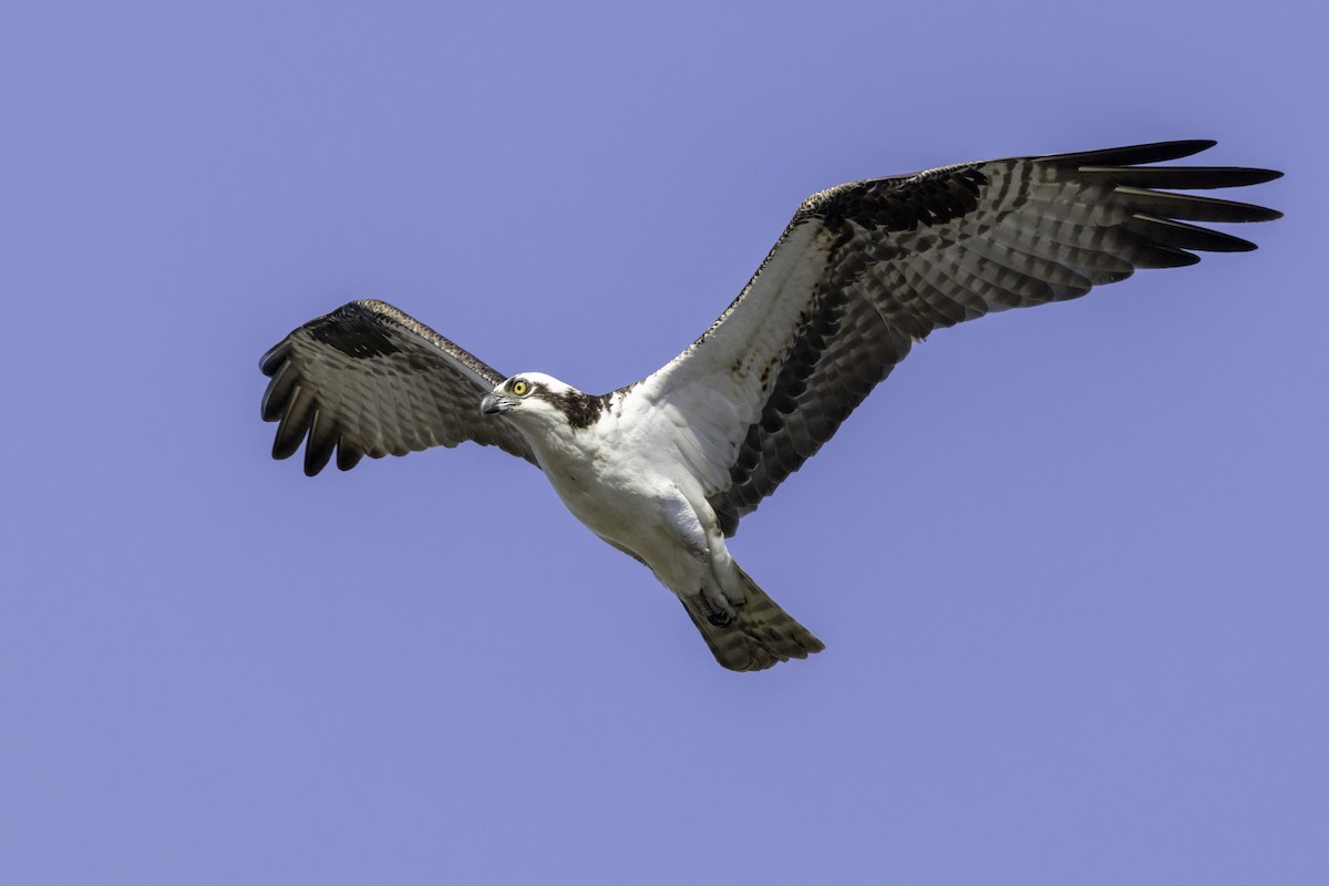 Osprey - ML632495772
