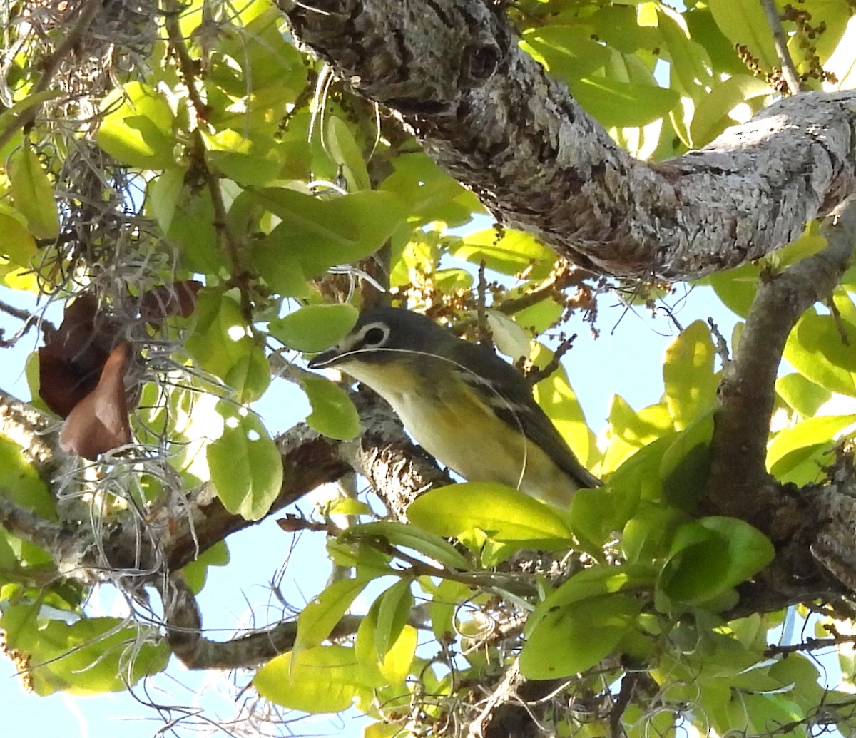 Graukopfvireo - ML632495774