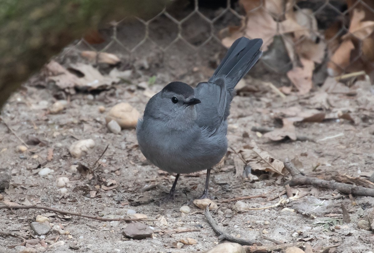 Gray Catbird - ML632495990