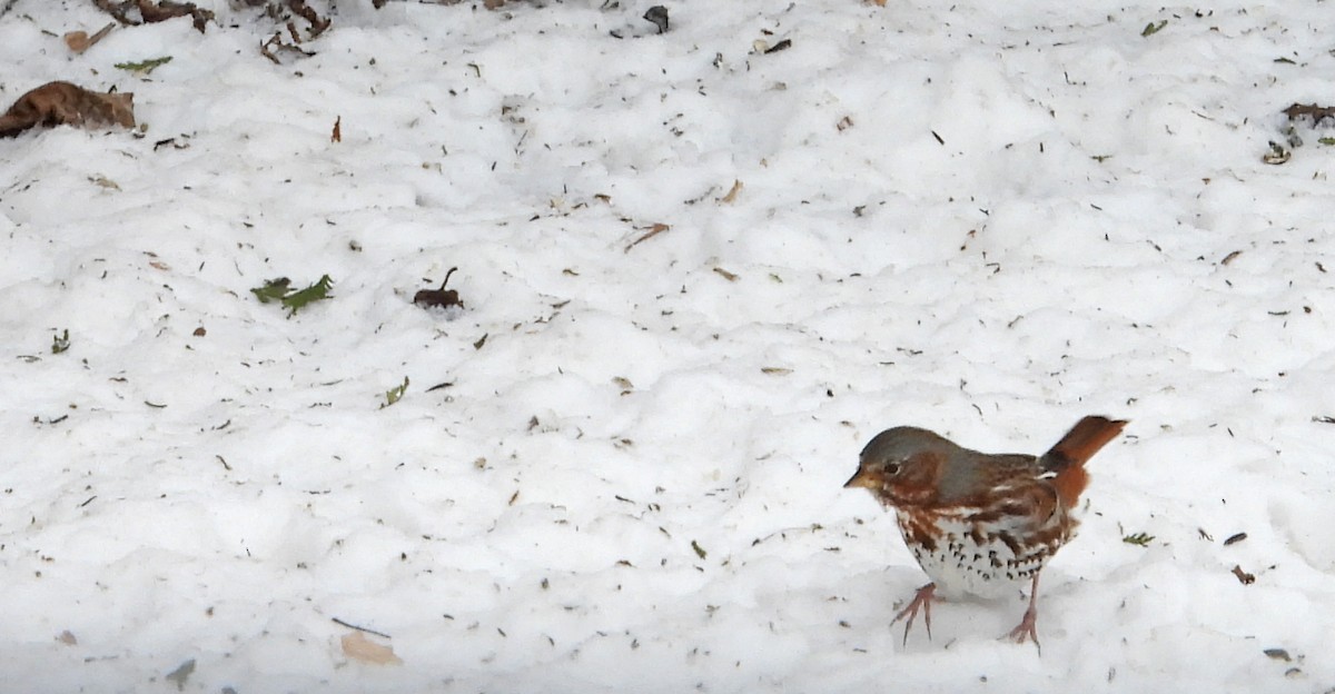 strnadec kaštanový (ssp. iliaca/zaboria) - ML632496003