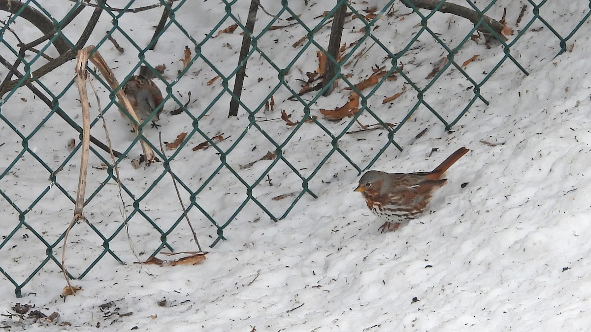 strnadec kaštanový (ssp. iliaca/zaboria) - ML632496004