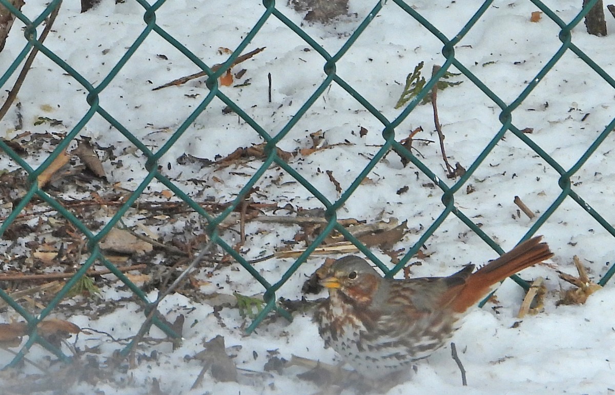 strnadec kaštanový (ssp. iliaca/zaboria) - ML632496011