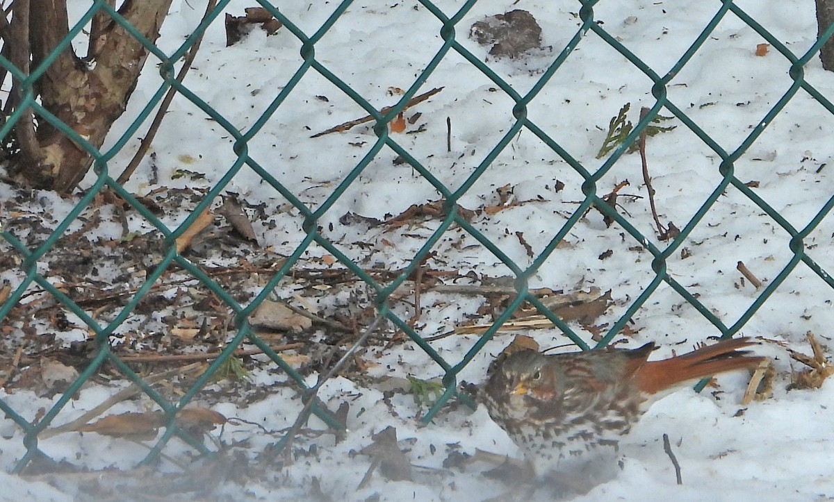 strnadec kaštanový (ssp. iliaca/zaboria) - ML632496012