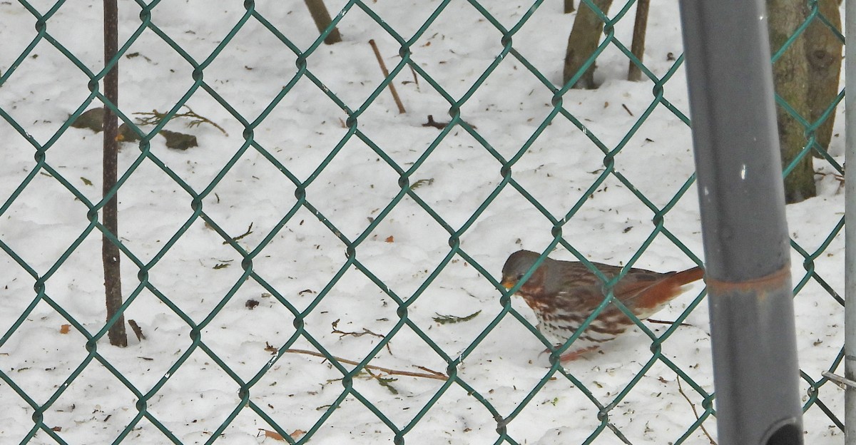 strnadec kaštanový (ssp. iliaca/zaboria) - ML632496013