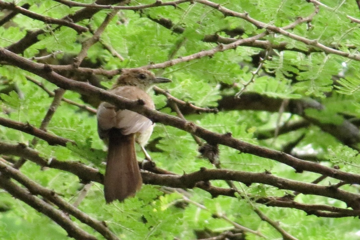 Northern Brownbul - ML632496169
