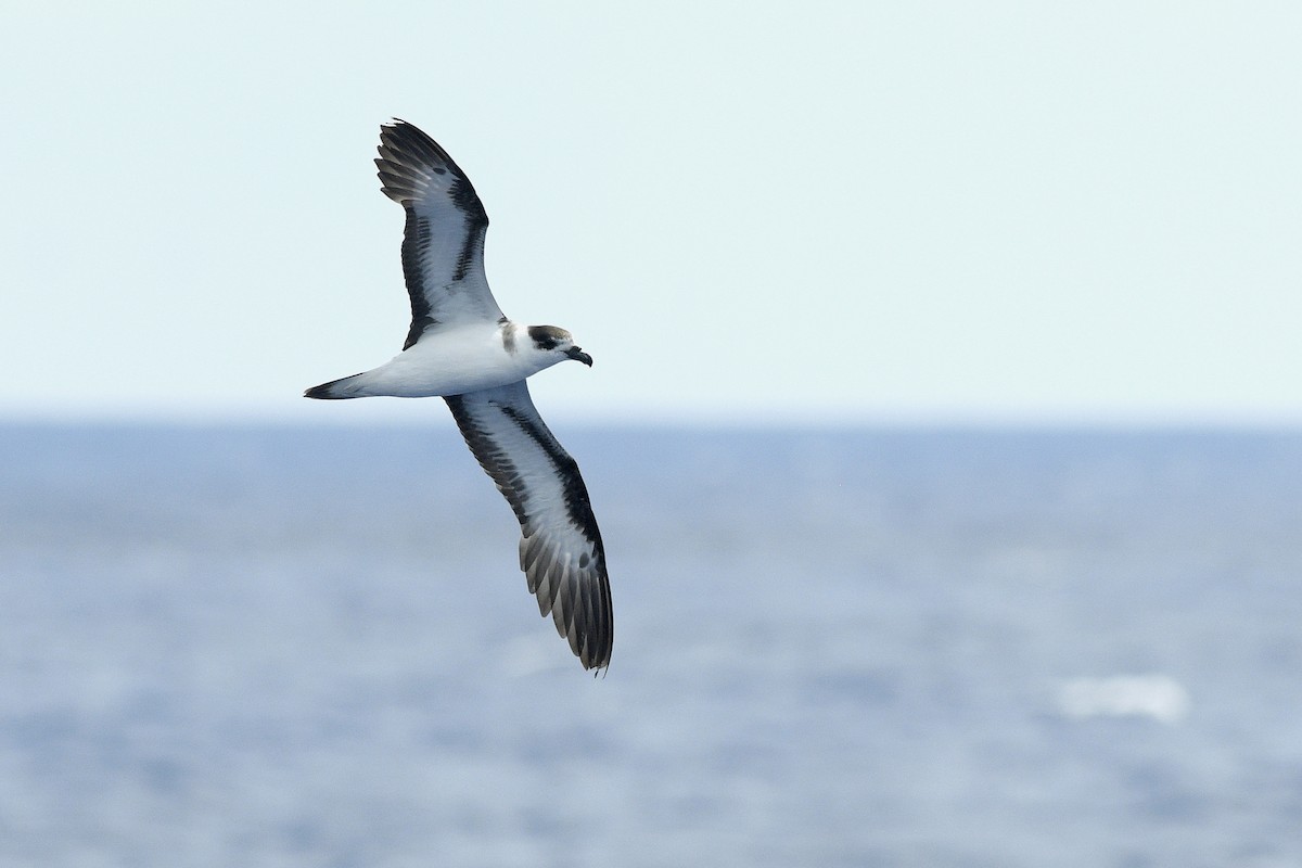 Black-capped Petrel - ML632496357