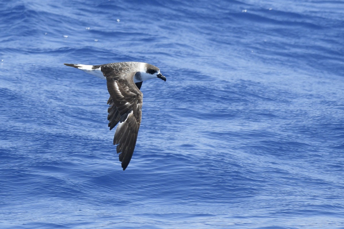 Black-capped Petrel - ML632496358