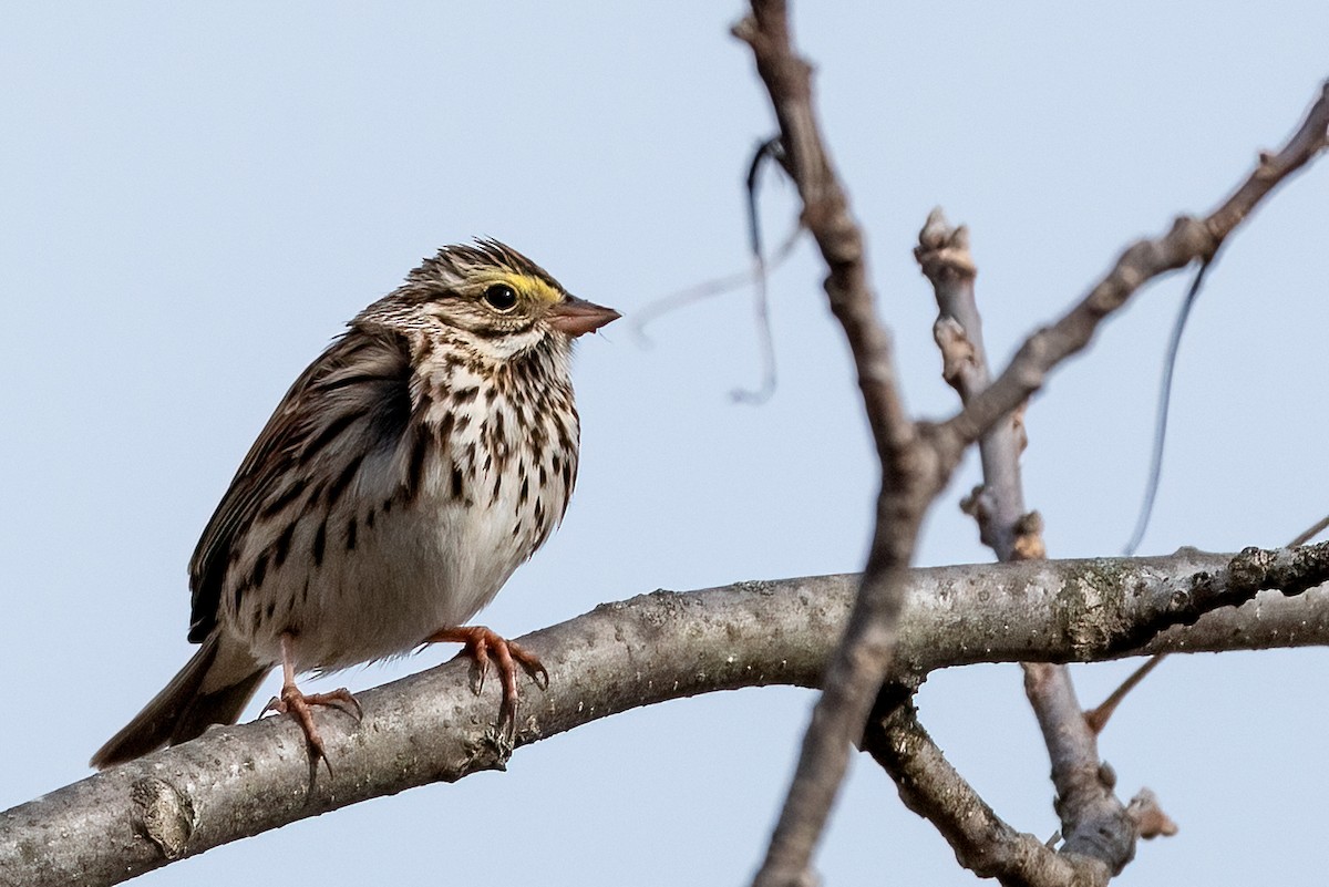 Savannah Sparrow - ML632496420