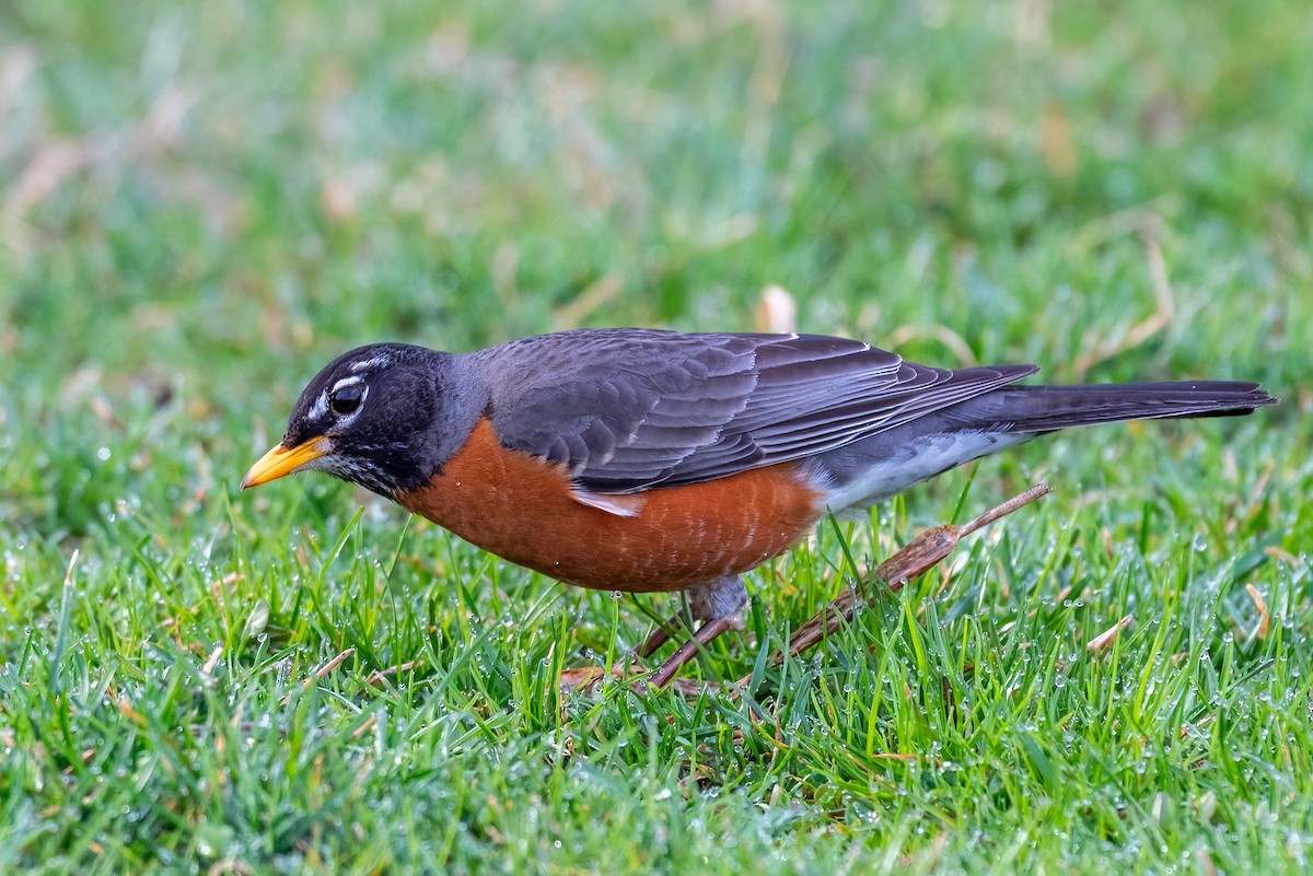 American Robin - ML632496454