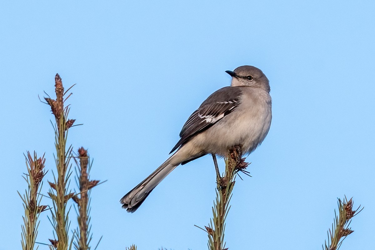 Northern Mockingbird - ML632496470