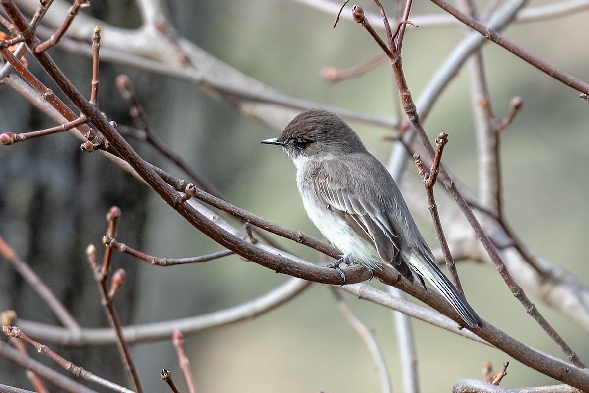 Eastern Phoebe - ML632496502