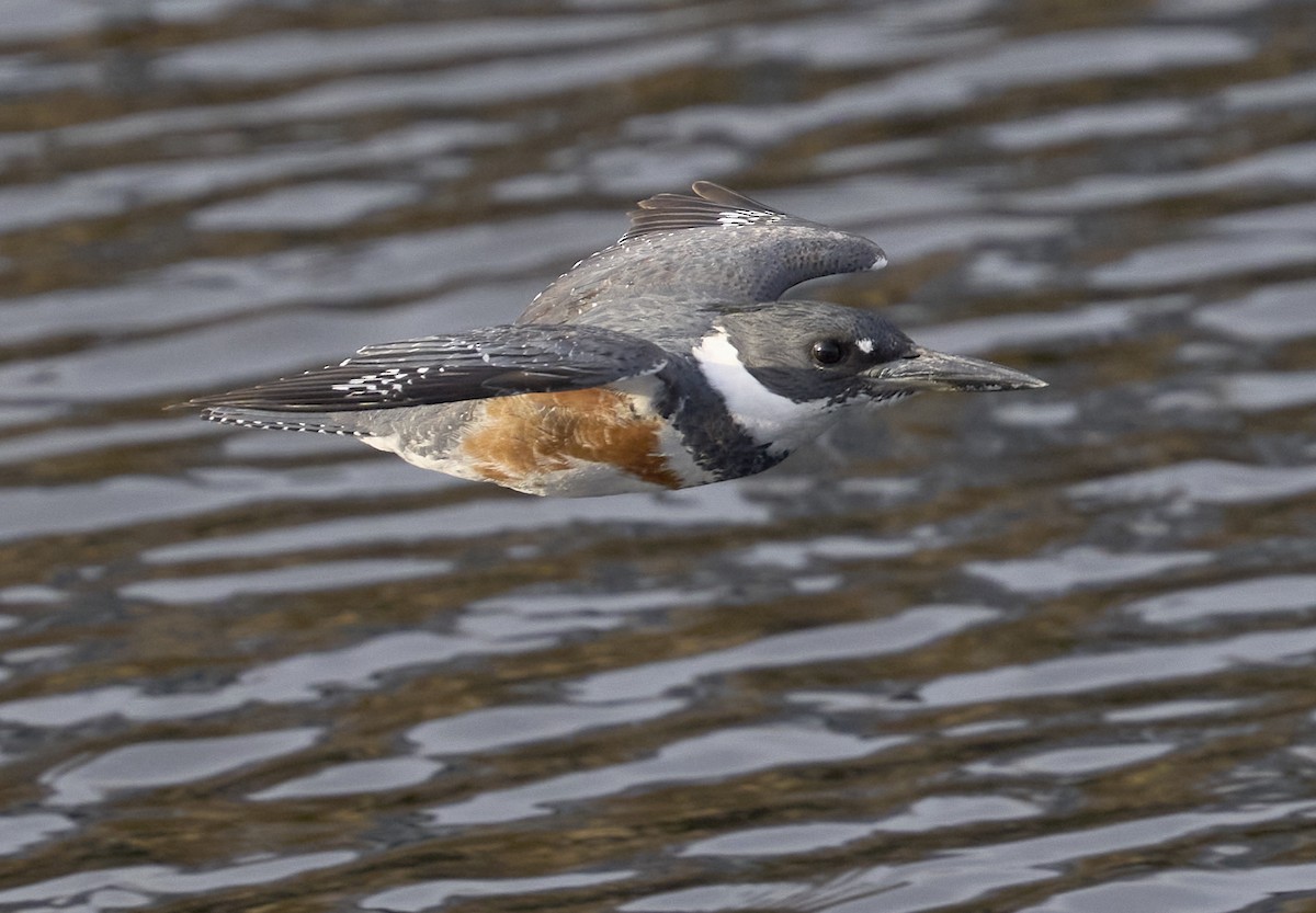 Belted Kingfisher - ML632496512