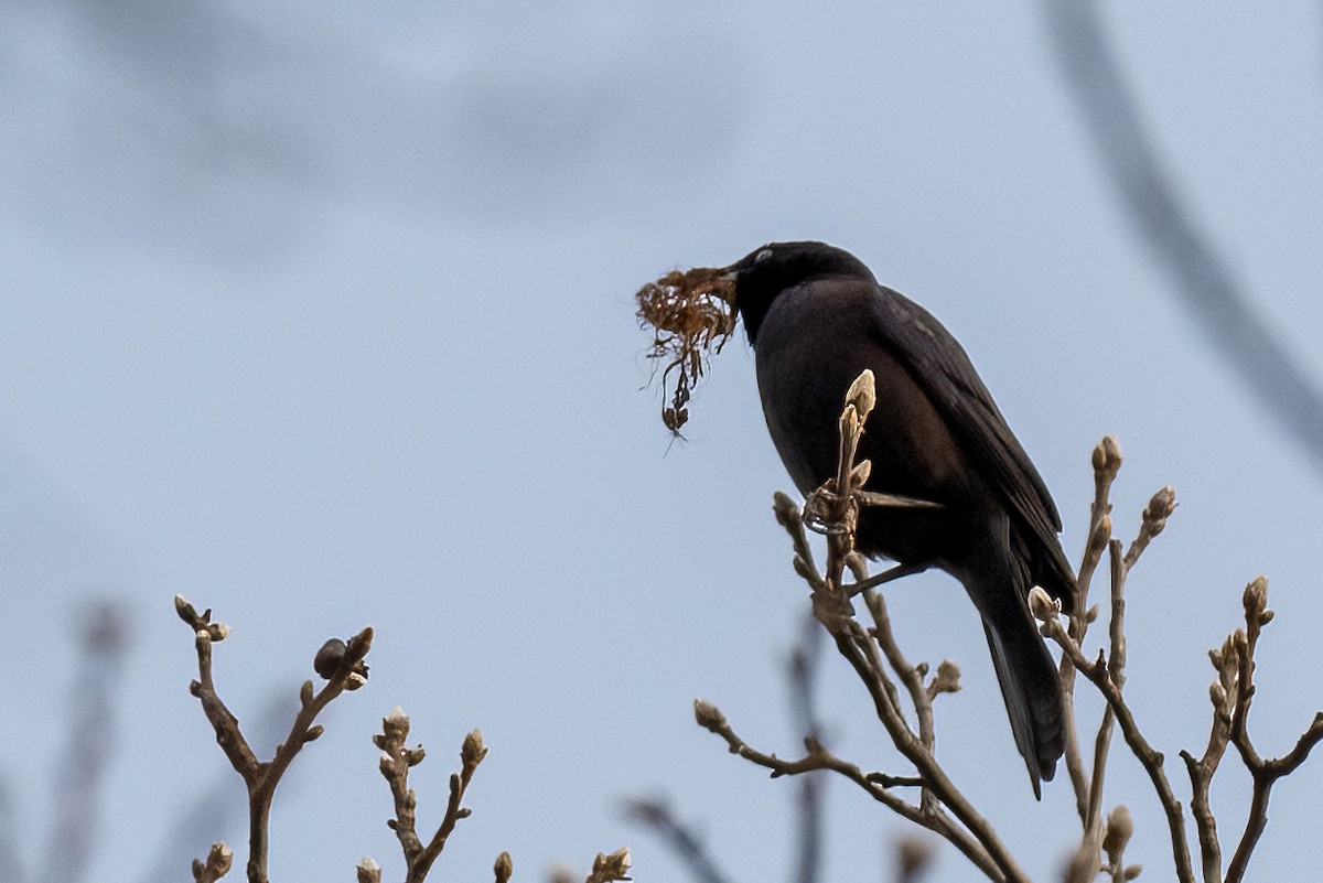 Common Grackle - ML632496563