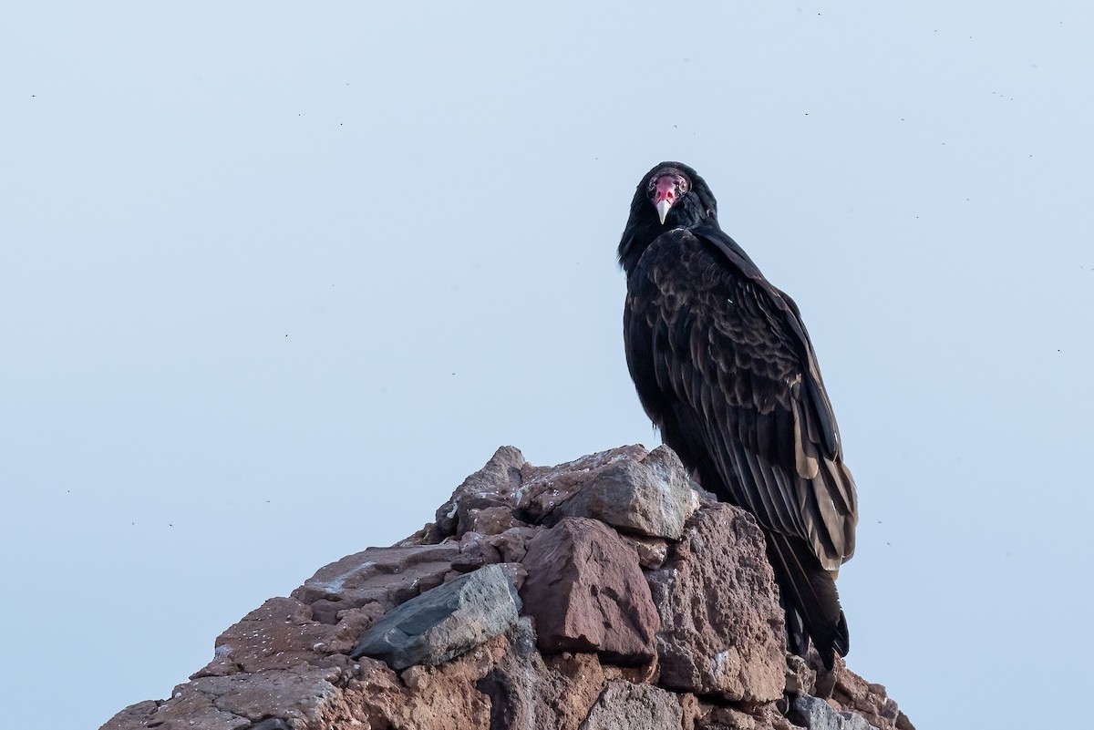 Turkey Vulture - ML632496589