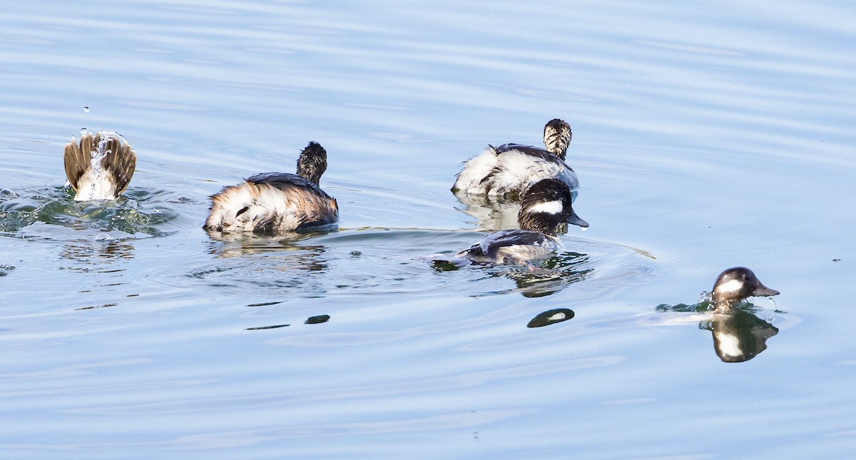 Bufflehead - ML632496598