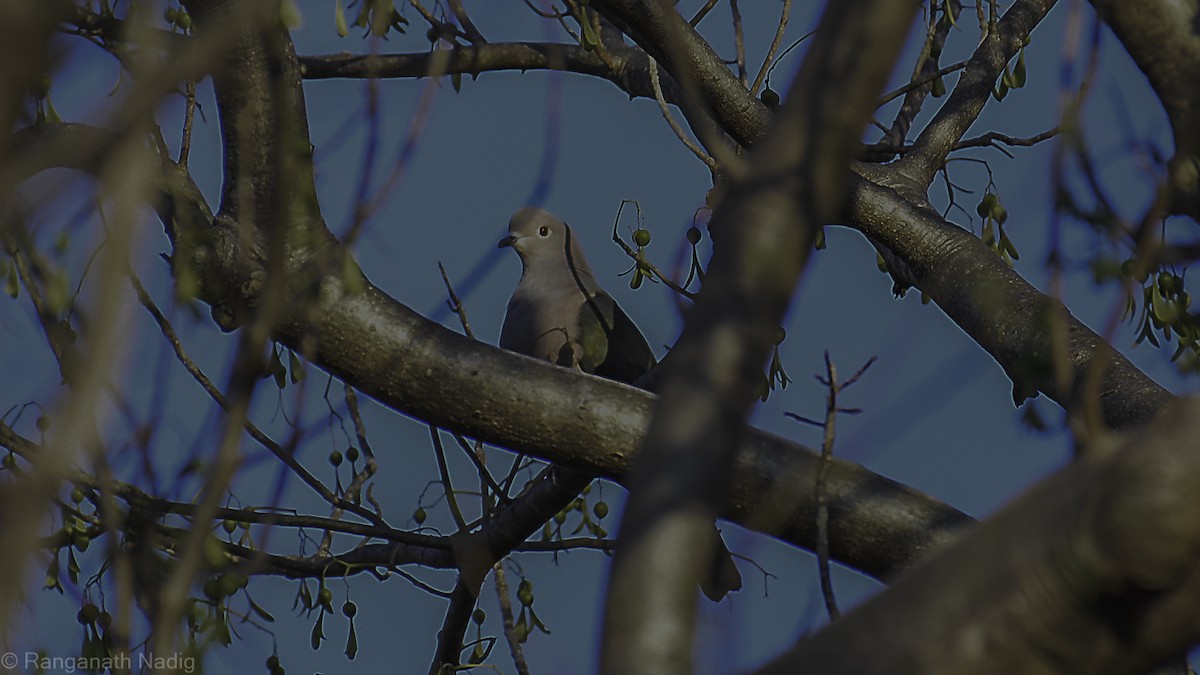Green Imperial-Pigeon - ML632496643