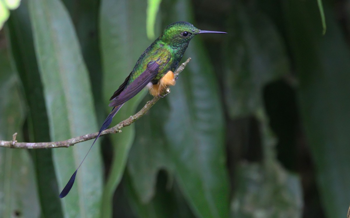 Peruvian Racket-tail - ML632496646