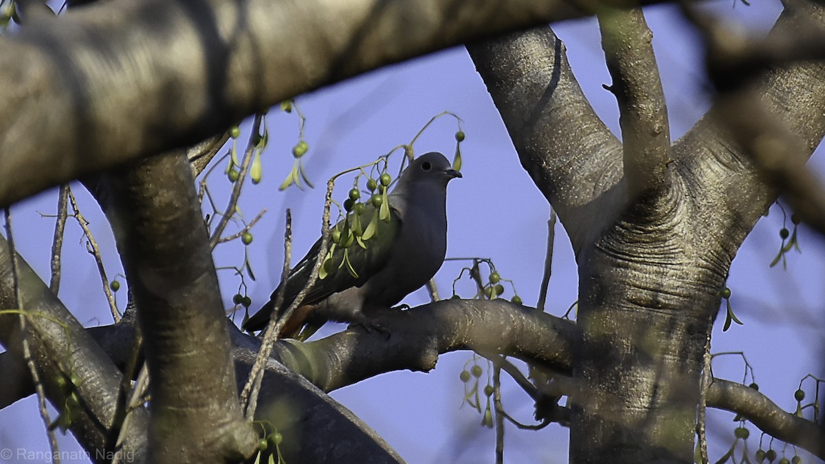 Green Imperial-Pigeon - ML632496649