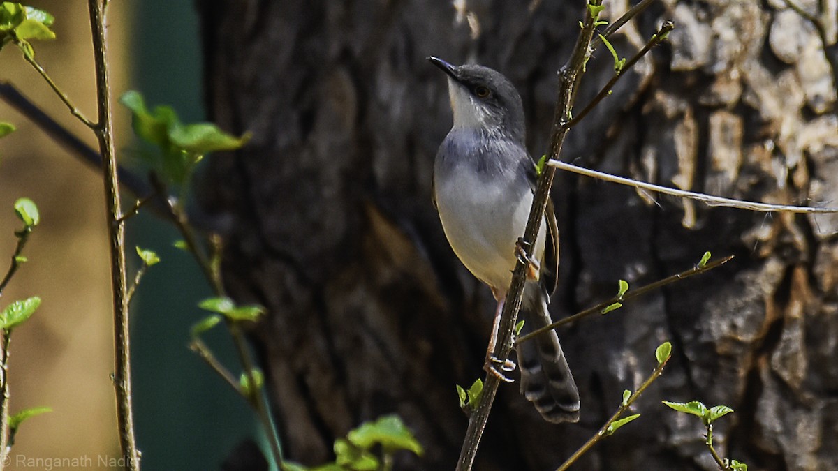 Gray-breasted Prinia - ML632496688