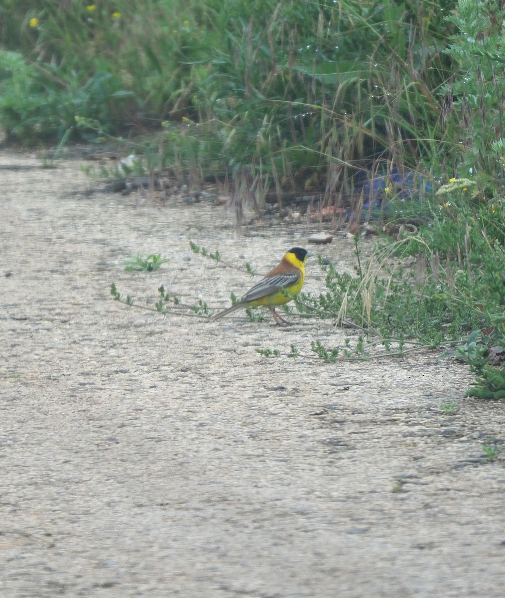 Black-headed Bunting - ML632496693