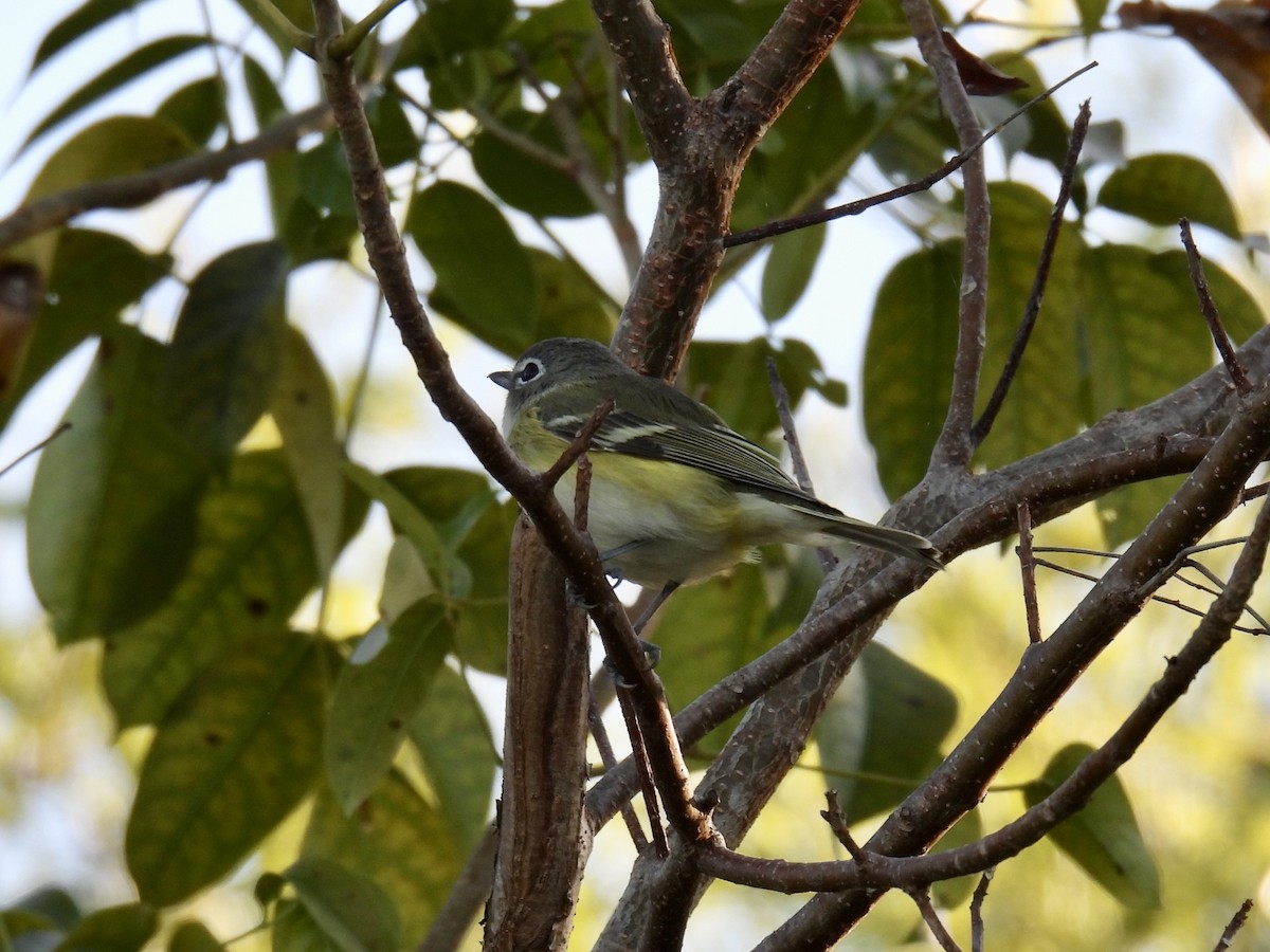 Graukopfvireo - ML632496754