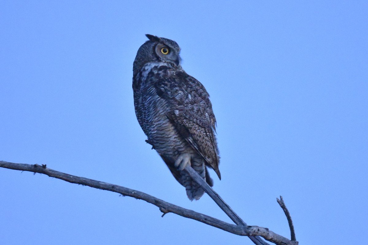 Great Horned Owl - ML632496788