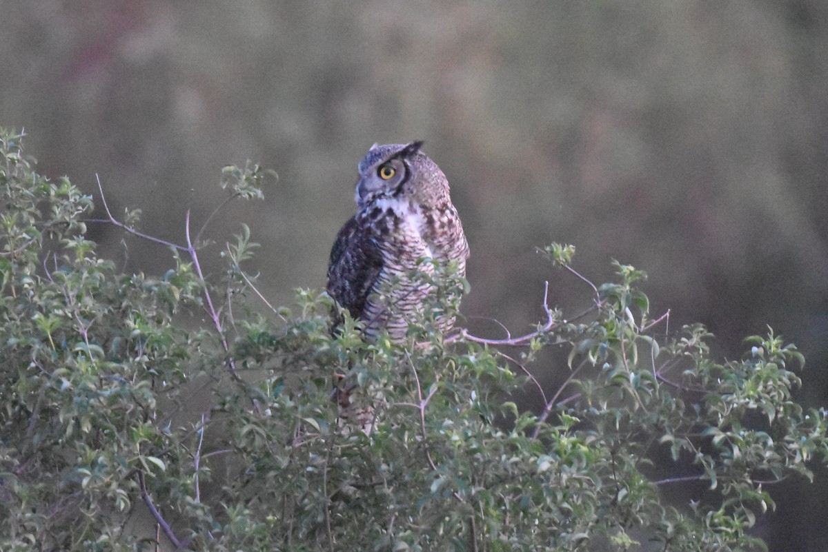 Great Horned Owl - ML632496793