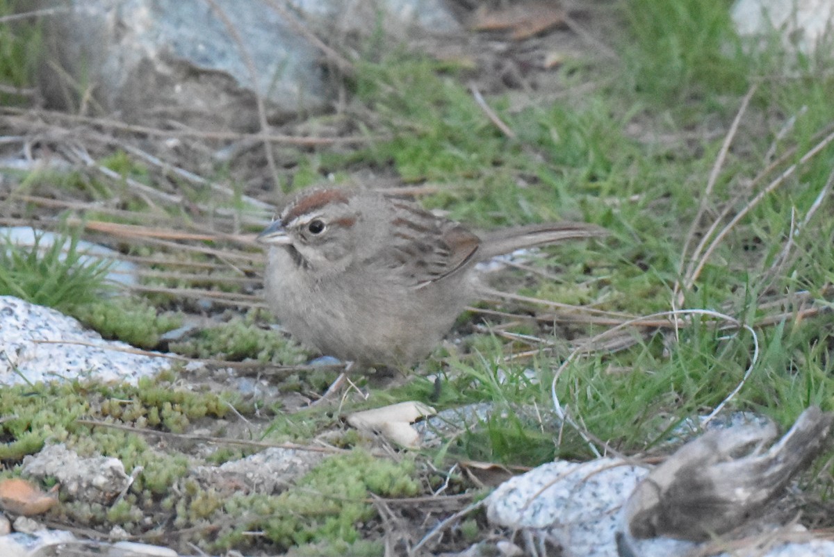 Rufous-crowned Sparrow - ML632496835