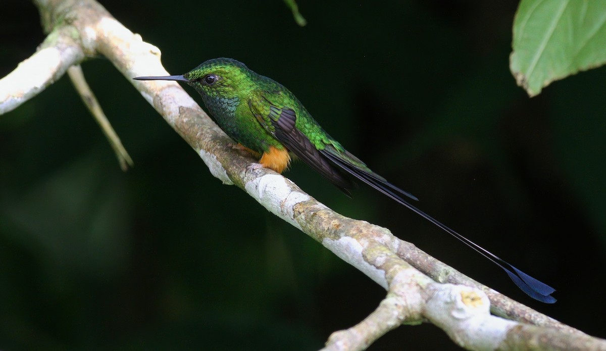 Peruvian Racket-tail - ML632496837