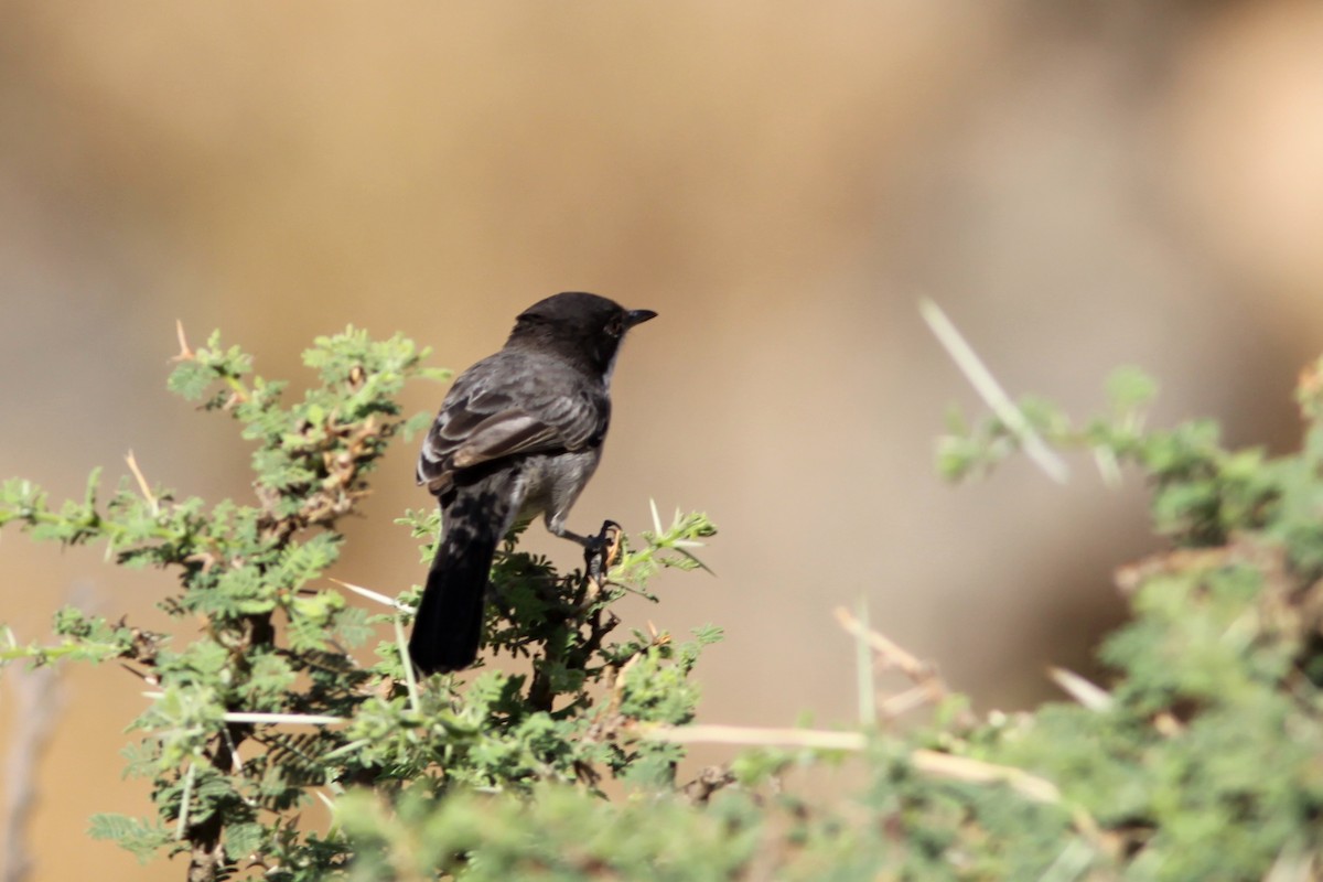 Arabian Warbler - ML632496839