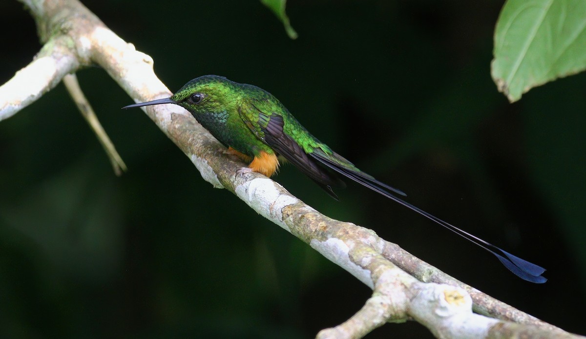 Peruvian Racket-tail - ML632496856
