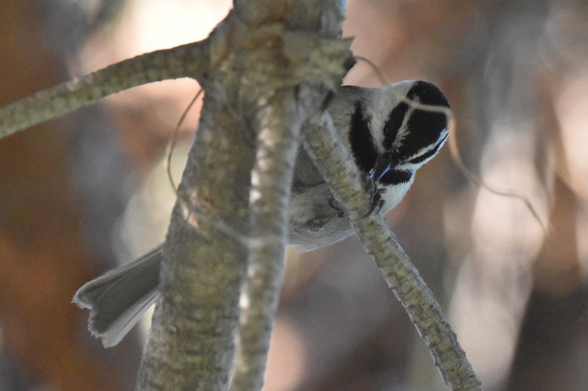 Mountain Chickadee - ML632496857