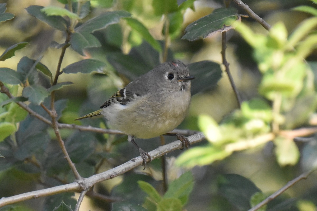 Ruby-crowned Kinglet - ML632496864