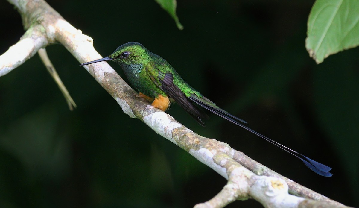 Peruvian Racket-tail - ML632496872
