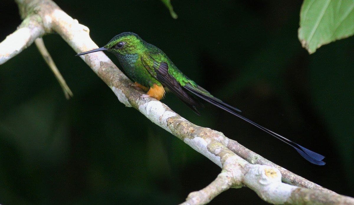 Peruvian Racket-tail - ML632496873