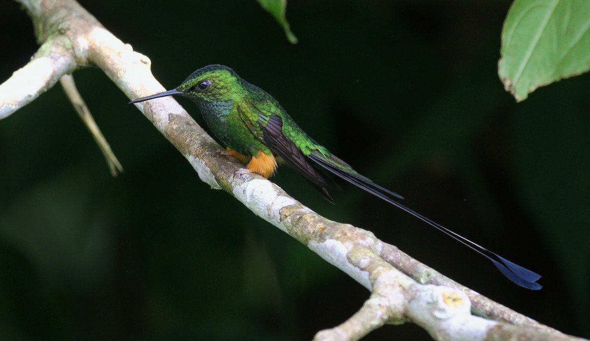 Peruvian Racket-tail - ML632496880