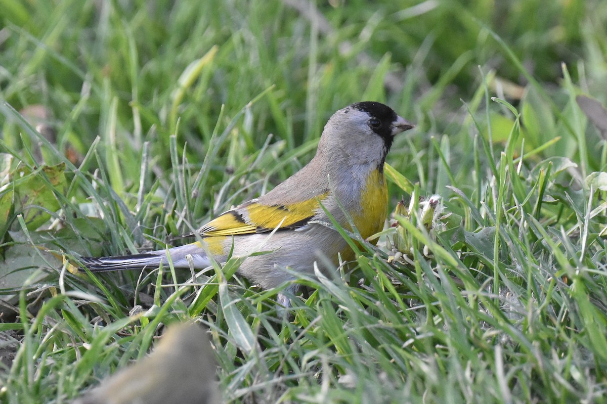 Lawrence's Goldfinch - ML632496884