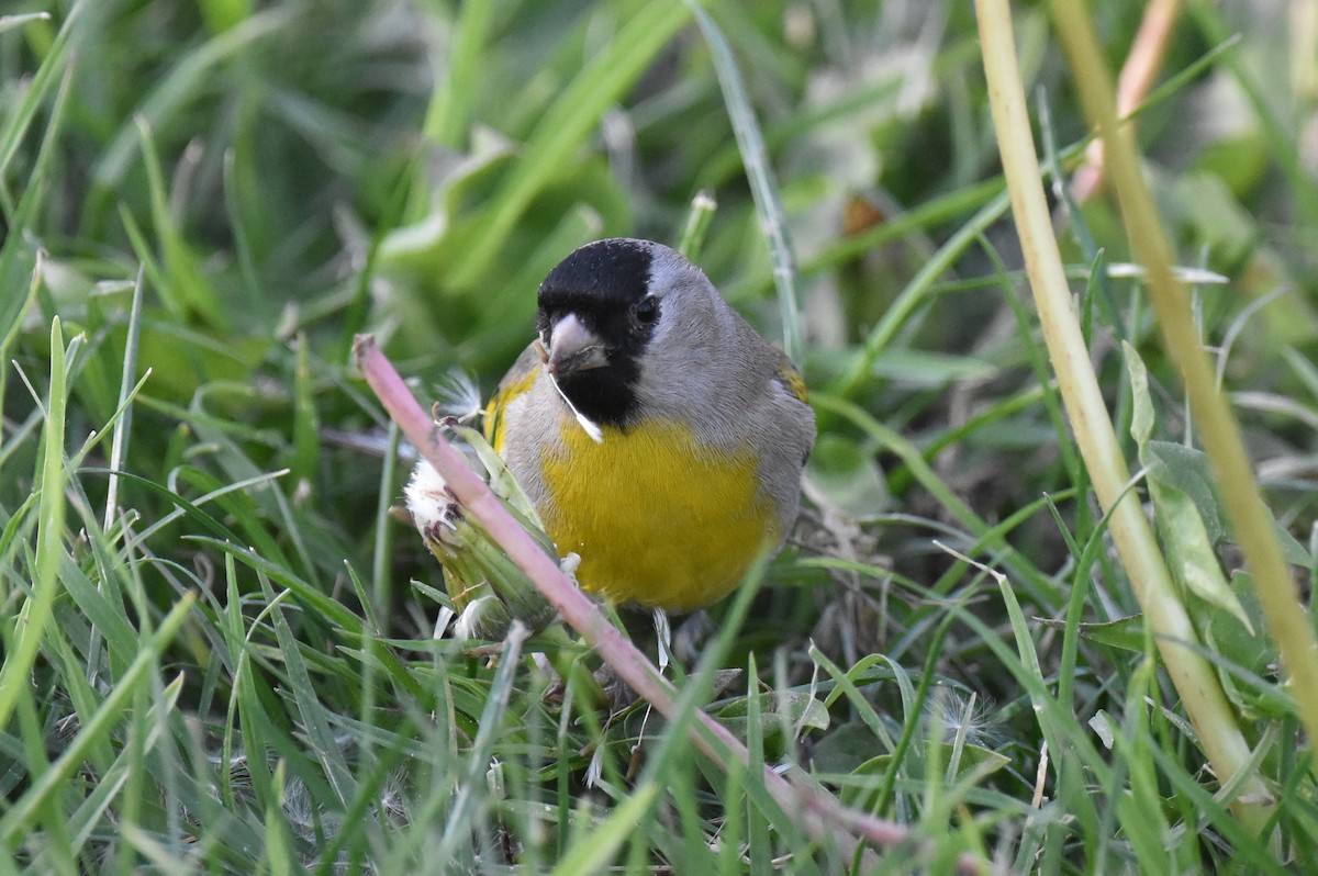 Lawrence's Goldfinch - ML632496886
