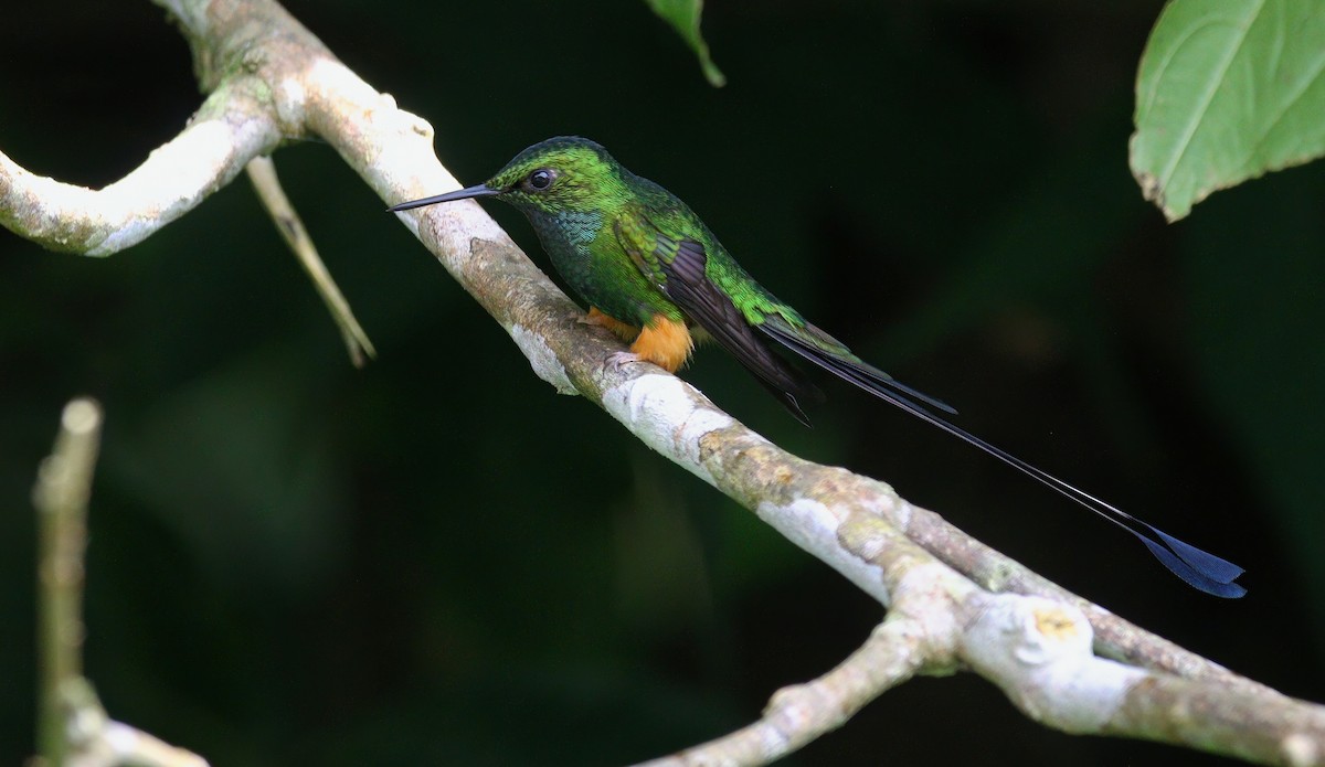 Peruvian Racket-tail - ML632496887
