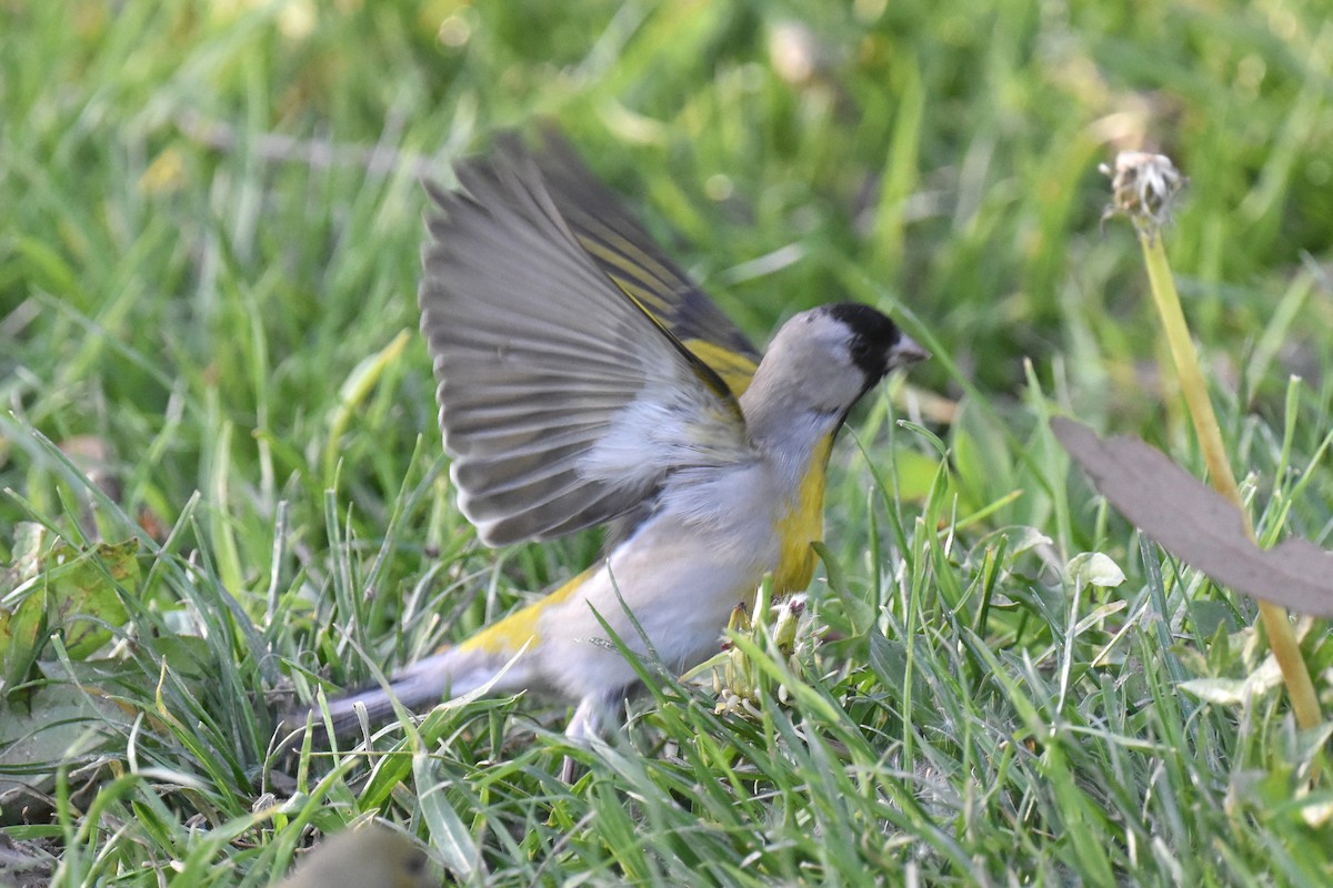 Lawrence's Goldfinch - ML632496888